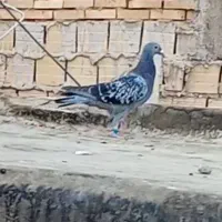 کبوتر گمشده