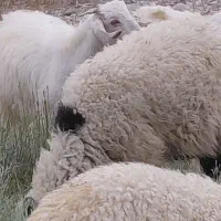 کود گوسفندی