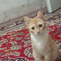گربه|گربه|تربت‌حیدریه, سرمحله|دیوار