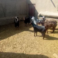 فروش بره نر