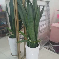 گل سانسوریا