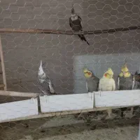 فروش مولد و جوجه سرلاکی عروس هلندی