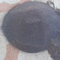 بذرگوجه ای گل سفیدصورتی|گل و گیاه طبیعی|کوهدشت, |دیوار