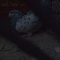 کله ای فروشی 300 عنبر آباد|پرنده|عنبرآباد, |دیوار