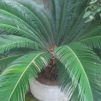 گل سیکاس بزرگ سالم