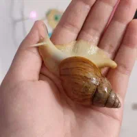 واگذاری رایگان  حلزون