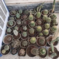 گل کاکتوس فروش کلی