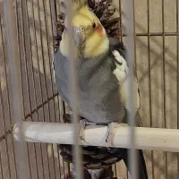 عروس هلندی نر مولد