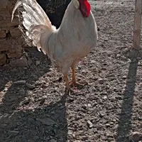 خروس فروشی|حیوانات مزرعه|گلپایگان, |دیوار