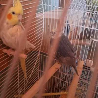 عروس  هلندی نر ماده به شرت تخم جوجه  فنج مرغ عشق|پرنده|پاکدشت, خاتون آباد|دیوار