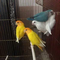 طوطی بریزیلی|پرنده|قائن, |دیوار