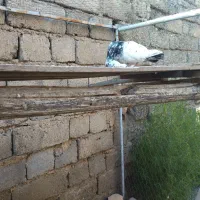 کبوتر پرشی