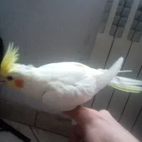 طوطی عروس هلندی|پرنده|آستانه اشرفیه, |دیوار