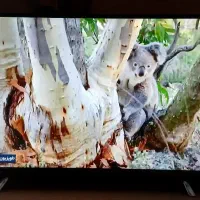 ''LED43تمیز|تلویزیون و پروژکتور|کاشان, کارگر|دیوار