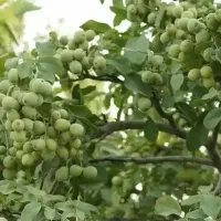 انارگردوبادام گیلاس گلابی خرمالونهالستان ارش نهال