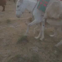 واگذاری انواع الاغ|حیوانات مزرعه|تهران, شهرک آزمایش|دیوار