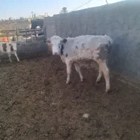 گوساله نر ۸ ماهه و گوساله ماده ۴  ماهه