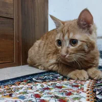 گربه نارنجی گمشده|حیوانات|شیراز, شریف‌آباد|دیوار