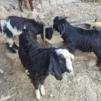 سه عدد کهره|حیوانات مزرعه|جم, |دیوار