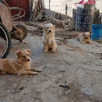 سگ پا کوتاه سگ خونگی|سگ|صباشهر, |دیوار