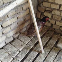 فروش پرنده آمریکایی