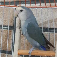 طوطی برزیلی