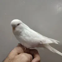 مرغ عشق انگلیسی البینو ولوتینو