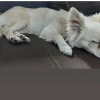 واگذاری سگ پامرانی|سگ|کرمان, |دیوار