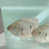 جوئل|ماهی|سلماس, |دیوار