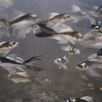 فروش ماهی کالر، کوی، گلدفیش