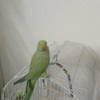 فروش طوطی ملنگو