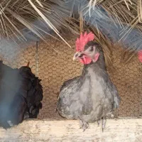 مرغ تخم گذار محلی و جوجه خروس محلی