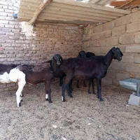 میش چینی قندوزی