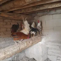 خروس گلین وگردن لخت