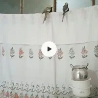 عروس هلندی