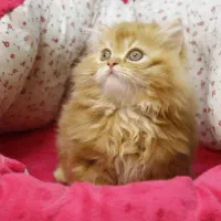 بچه گربه های پرشین