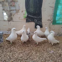 ۳جفت کفتر سفید نر ماده جفت|پرنده|بندرعباس, |دیوار