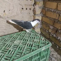 کبوتر ساده سیاه