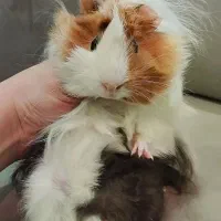 خوکچه هندی Mini Long Hair