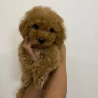 توی پودل نر و ماده با کیفیت