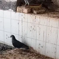 تعداد کبوتر