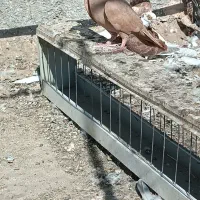 ساده|پرنده|زابل, |دیوار