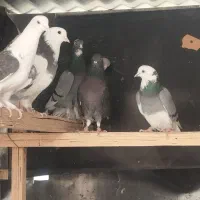 کفتر آسمان دیده|پرنده|اسلامشهر, باغ فیض|دیوار