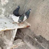 جفت کله سیاه فروشی