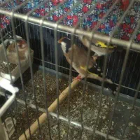 سهره ماده های قفسی وجفتی