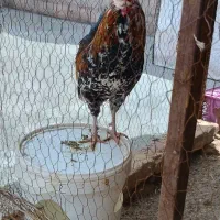 خروس گلین چهل تاج