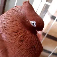 سرخ دم سفید