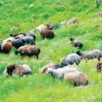 روغن زرد میش .|خوردنی و آشامیدنی|سبزوار, شهرک اندیشه|دیوار