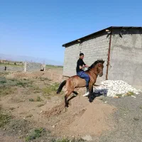 اسب ماده
