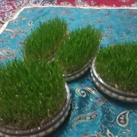 سبزه عید نوروز۴۰۵|گل و گیاه طبیعی|شیراز, کوشک میدان|دیوار